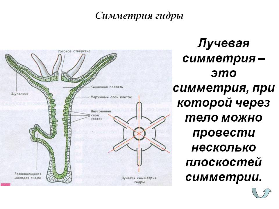 Вместо гидры