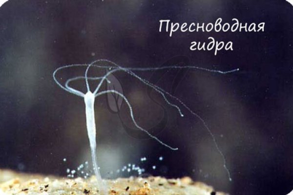 Кракен маркет даркент только через тор
