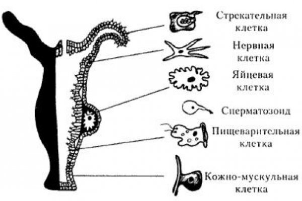 Kraken kr2web in